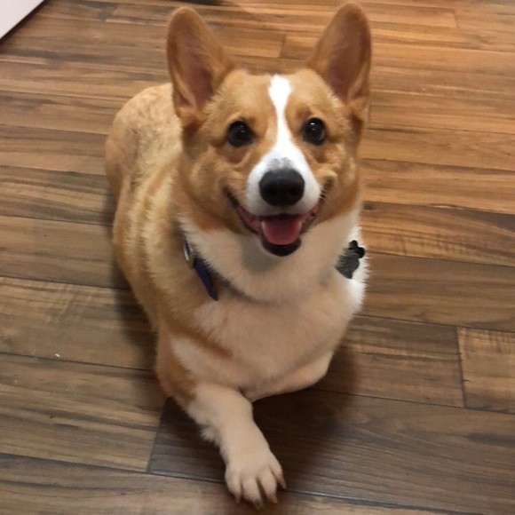 Meet your Posher, Shelby - Picture 2 of 7